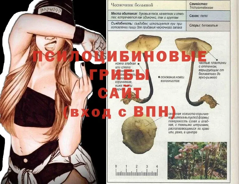 как найти закладки  Агрыз  Галлюциногенные грибы Cubensis 